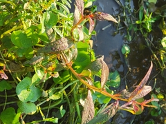 Persicaria hydropiper
