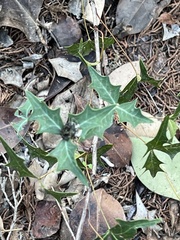 Berberis trifoliolata