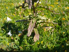Bellardia trixago