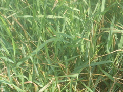 Poaceae