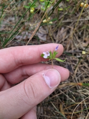 Galeopsis ladanum
