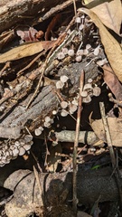 Coprinellus disseminatus