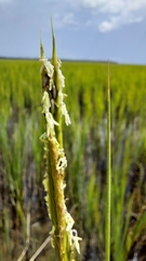 Sporobolus alterniflorus