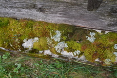 Petrosedum rupestre