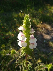 Bellardia trixago