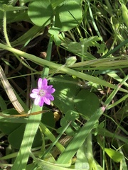 Geranium molle