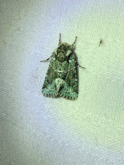 Lacinipolia explicata