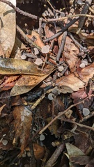 Coprinellus disseminatus