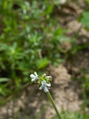 Lavandula bipinnata