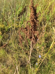 Rumex confertus