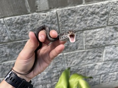 Coluber constrictor helvigularis