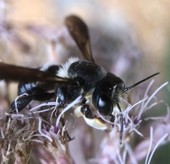 Megachile xylocopoides