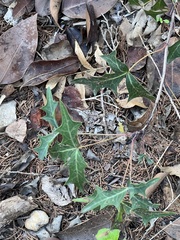 Berberis trifoliolata