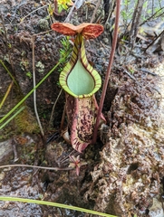 Nepenthes rafflesiana