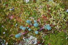 Petrosedum rupestre