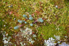 Petrosedum rupestre