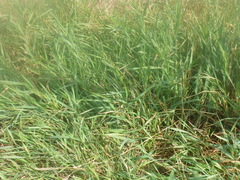 Poaceae