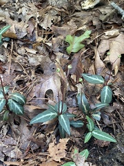 Chimaphila maculata