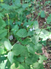 Phryma