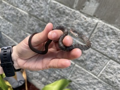 Coluber constrictor helvigularis