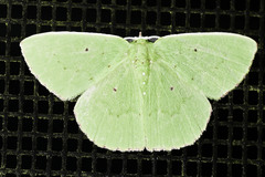 Phrudocentra centrifugaria