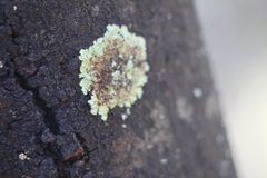 Lecanoromycetes