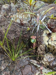 Nepenthes rafflesiana
