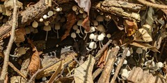 Coprinellus disseminatus