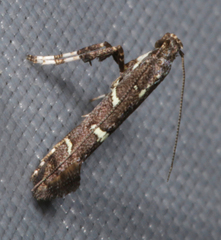 Caloptilia triadicae