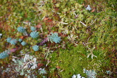 Petrosedum rupestre