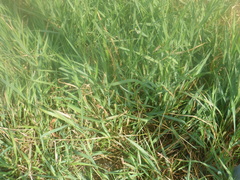 Poaceae