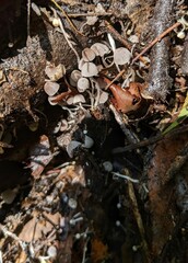Coprinellus disseminatus