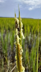 Sporobolus alterniflorus