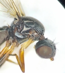 Nemopoda