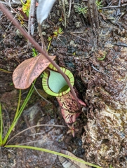 Nepenthes rafflesiana