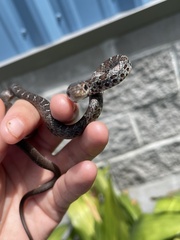 Coluber constrictor helvigularis