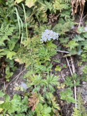 Achillea macrophylla