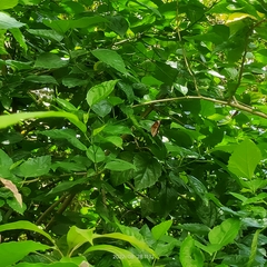 Elymnias hypermnestra