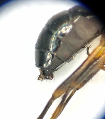 Nemopoda