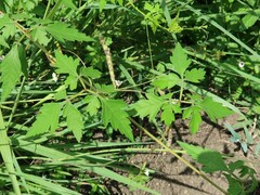 Cardiospermum halicacabum