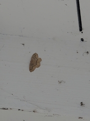 Lambdina fiscellaria