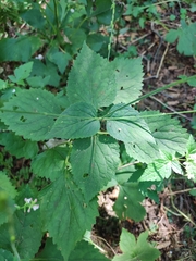 Phryma