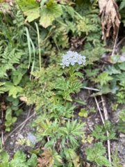 Achillea macrophylla