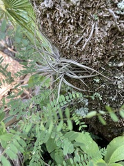 Tillandsia schiedeana