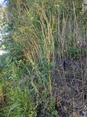 Amaranthus tuberculatus