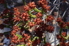 Erica petraea