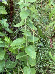 Eupatorium pubescens