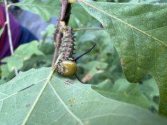 Anisota pellucida