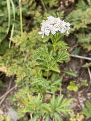 Achillea macrophylla