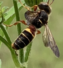 Cerceris bicornuta